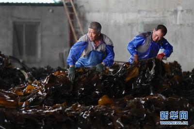 遼寧長海 海洋牧場迎來豐收季，線上線下銷售兩旺