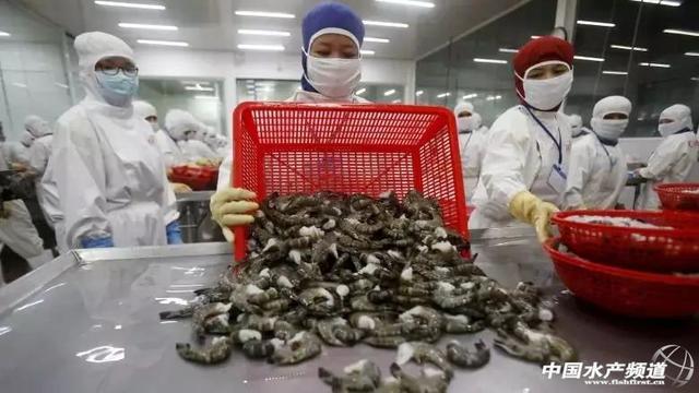 加拿大零售蝦產品驚現“超級細菌”，加工廠感染疑為源頭