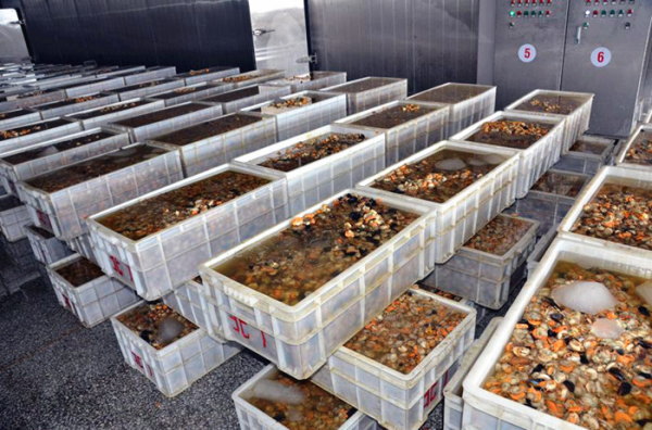 扇貝加工的產業布局與國際貿易 以大連長?？h和綏芬河保稅區為例