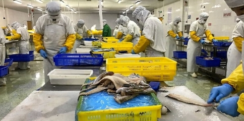 轉(zhuǎn)型浪潮下的中國海鮮加工業(yè) 未來一年或?qū)⒂瓉砩疃日{(diào)整期